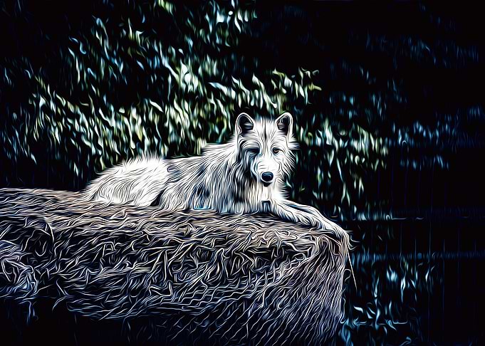 Wolf