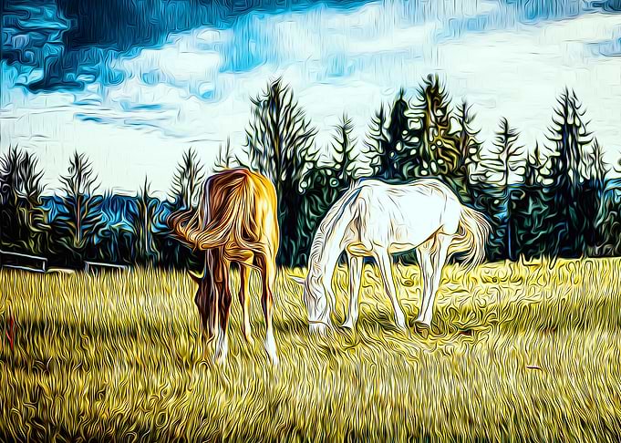 Horse