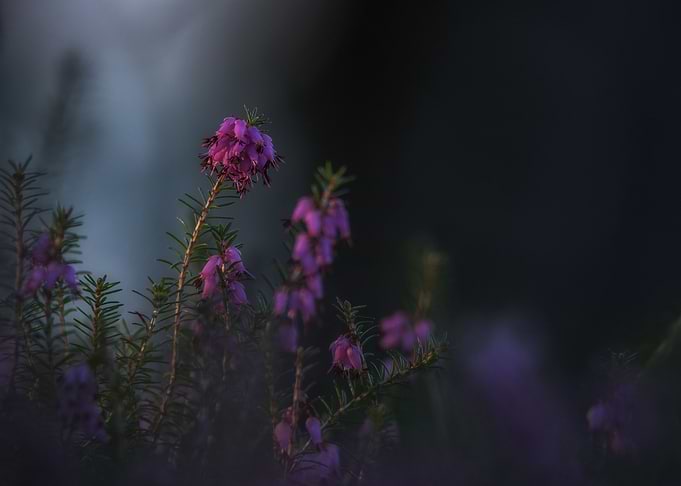 Flower Erika at dusk