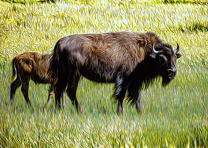 Wildebeest