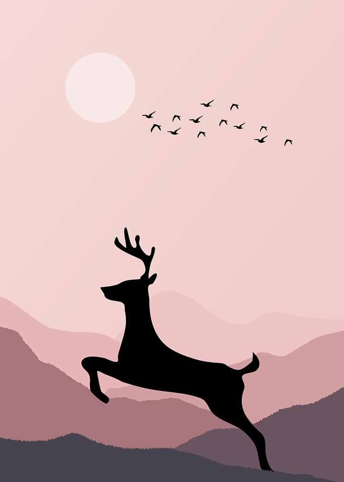 Deer Animal