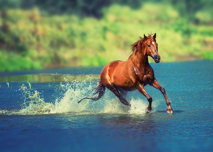Horse running in the water