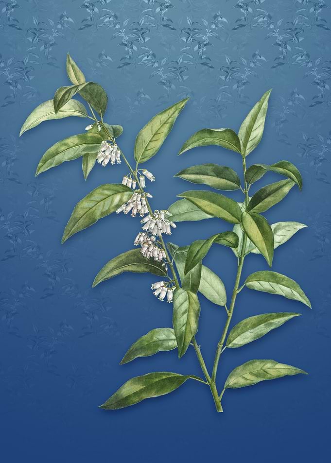 Andromeda Acuminata Bloom