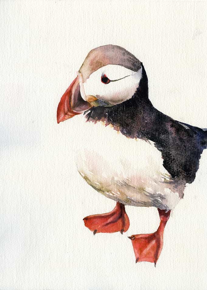 Icelandic Puffin Artwork
