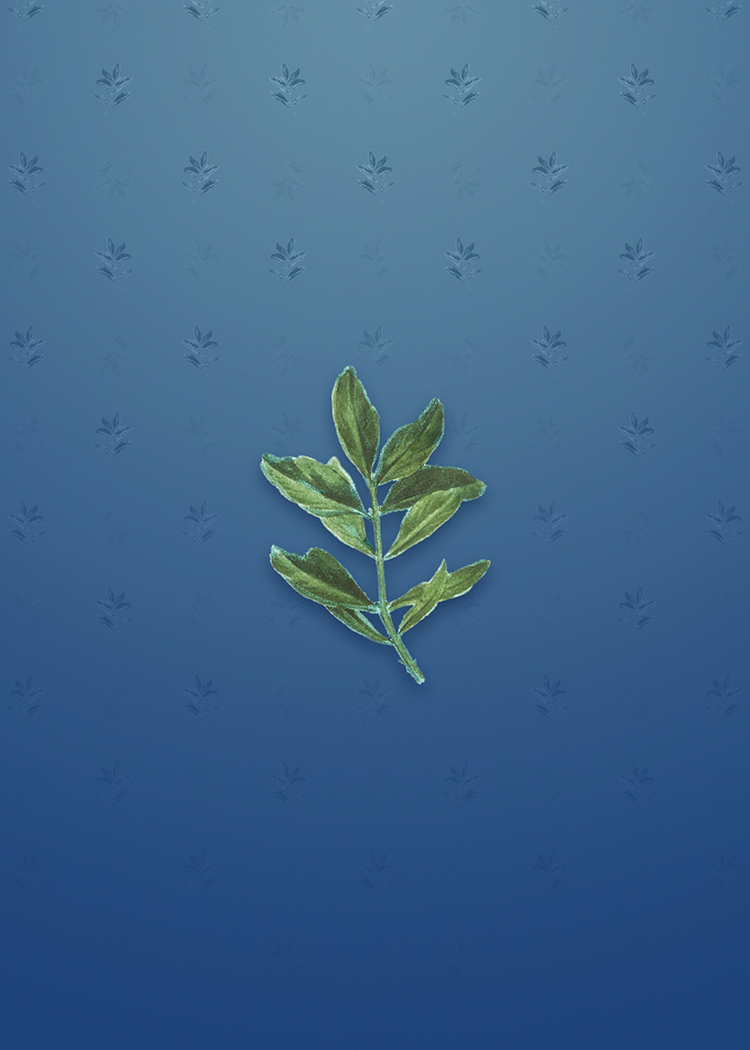 Buxus Colchica Twig