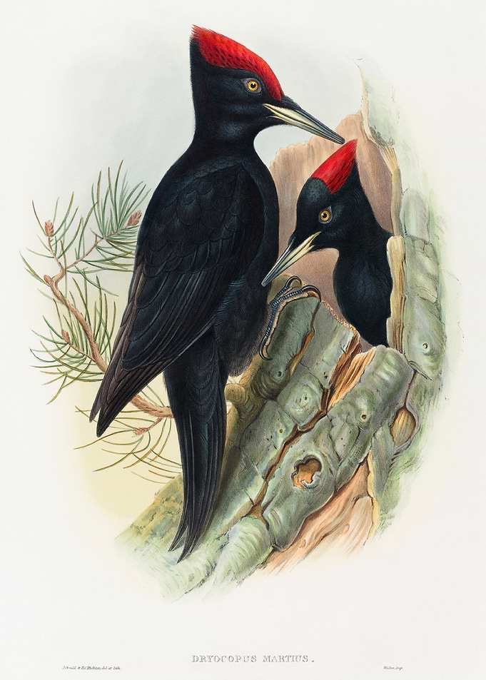 Great Black Woodpecker
