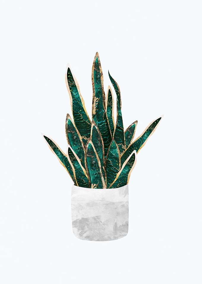 Metallic Snake House Plant