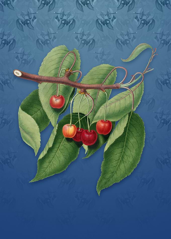 Cherry on Bahama Blue