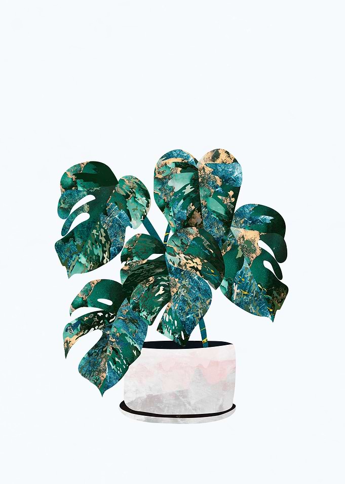 Swiss Cheese Plant
