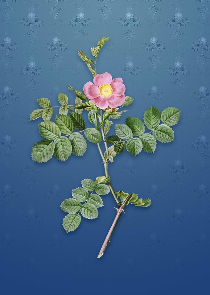 Pink Sweetbriar Rose