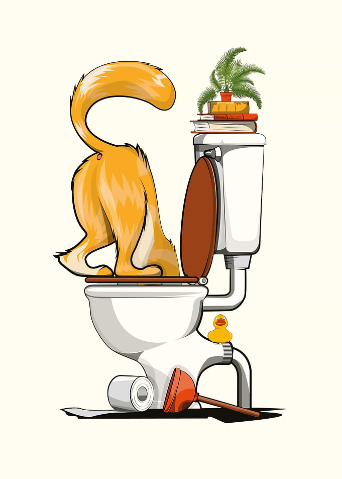 Cat drinking from toilet