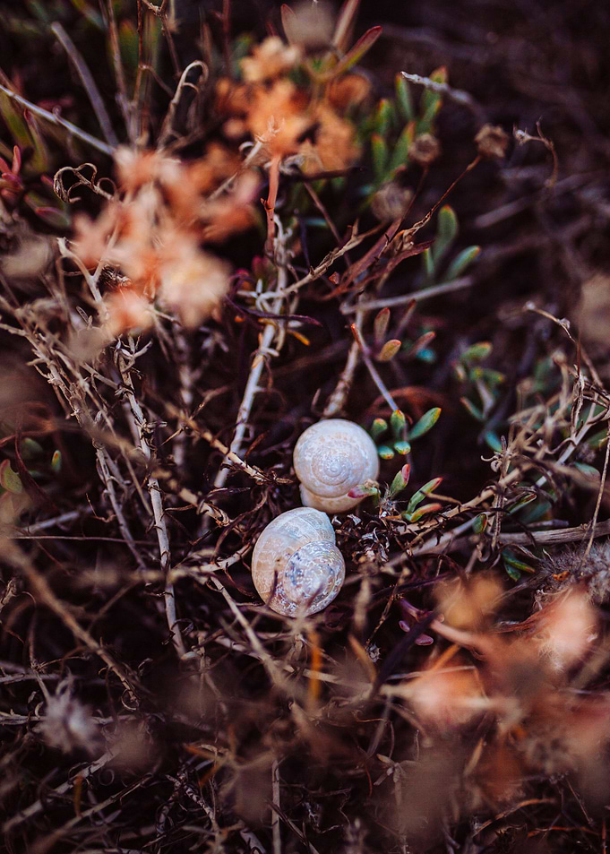Shells at sea side