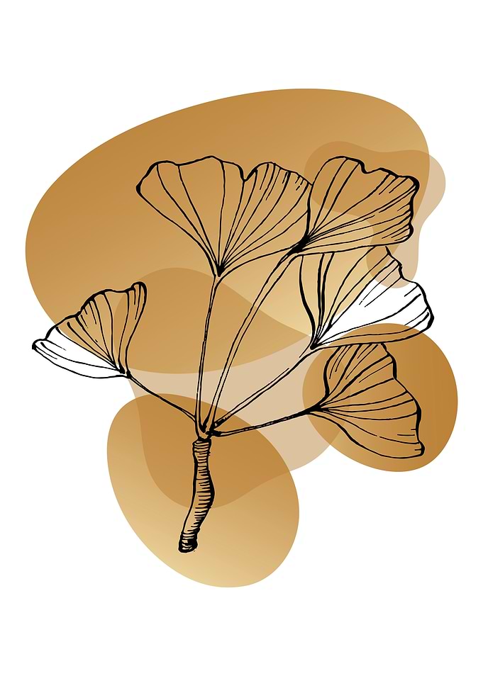 Ginkgo