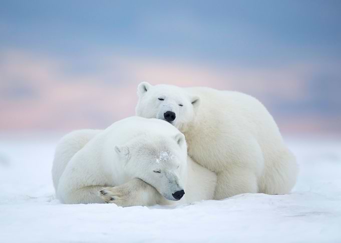 Polar bears on cold snow