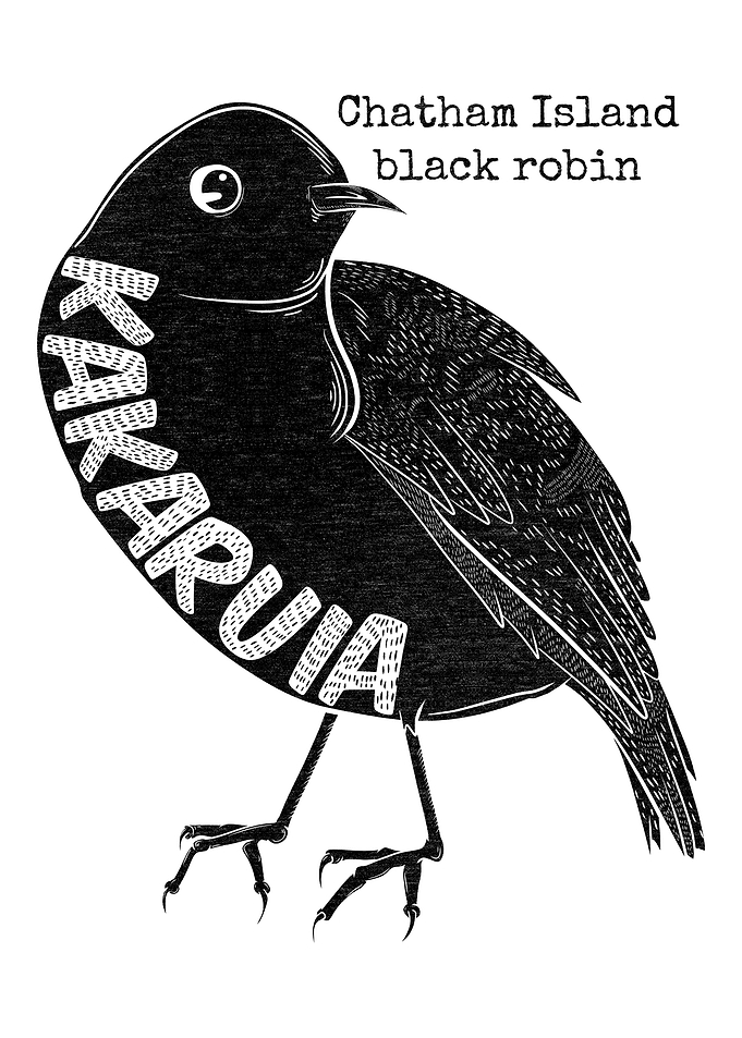 Kakaruia Black Robin