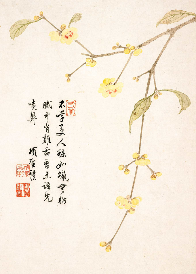 Pear Blossom