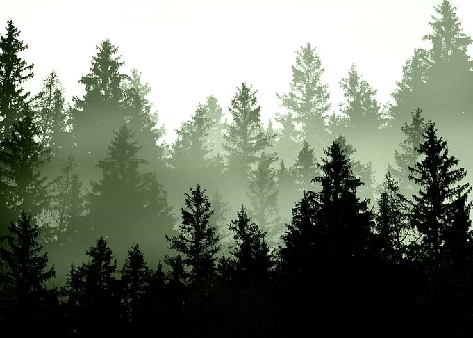 Green Forest Dream 1