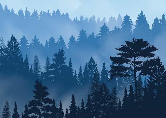 Trees of Pine Forest