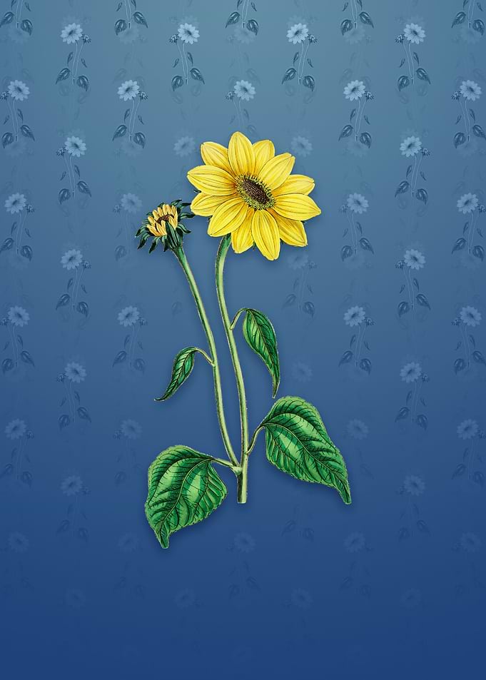 Trumpet Stalked Sunflower