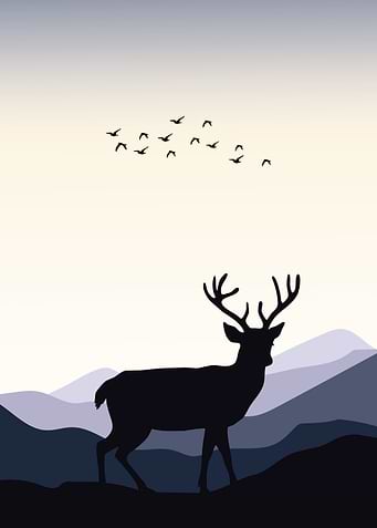Deer Animal