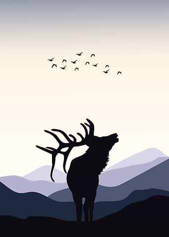 Deer Animal