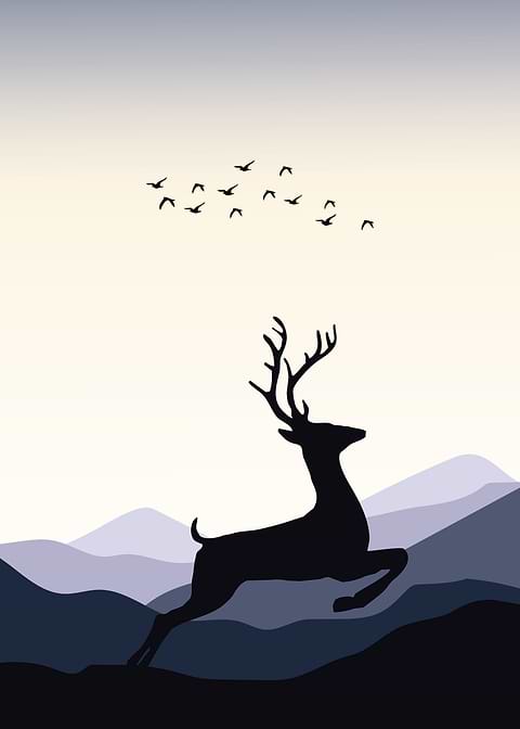 Deer Animal