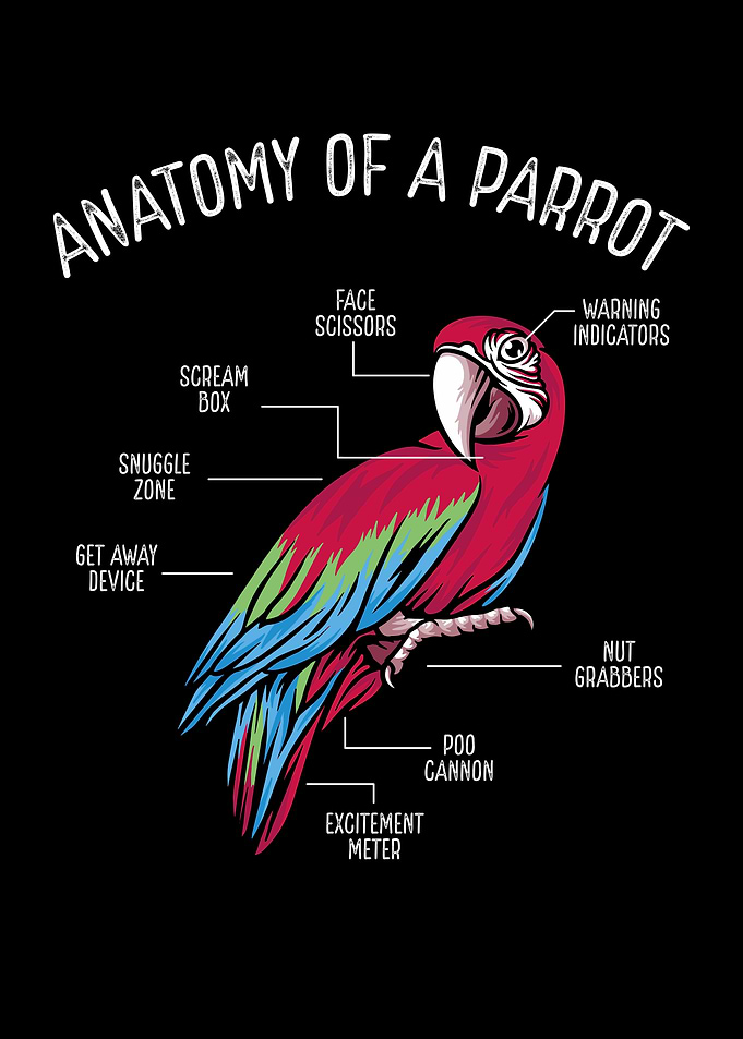 Anatomy of a parrot