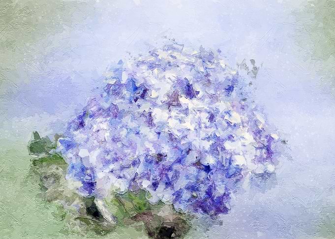 Violet Hydrangea