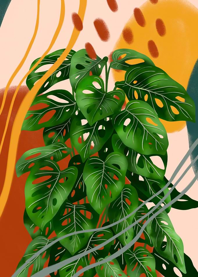Monstera Adansonii