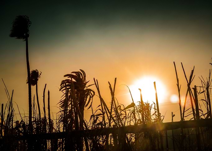 Palms At The End Of Day