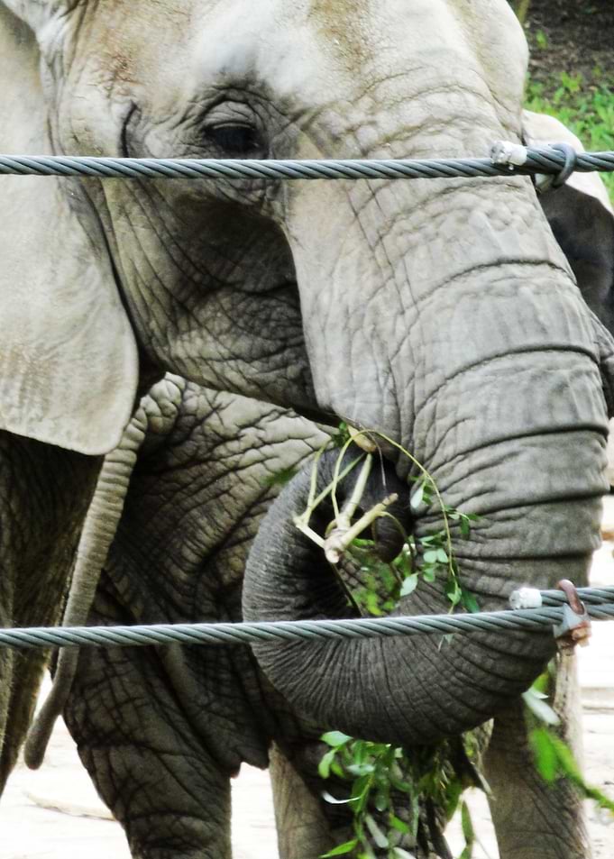 Elephant