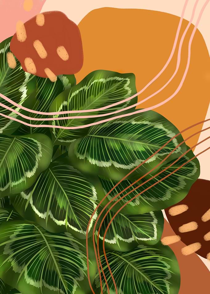 Calathea Marion