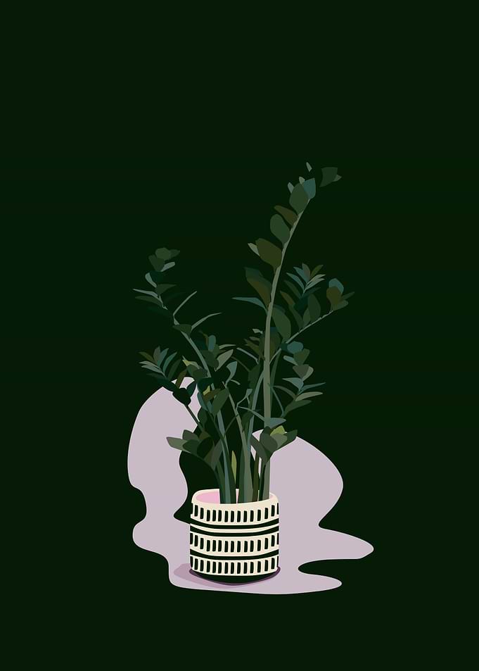 Zanzibar Gem Pot Plant 2