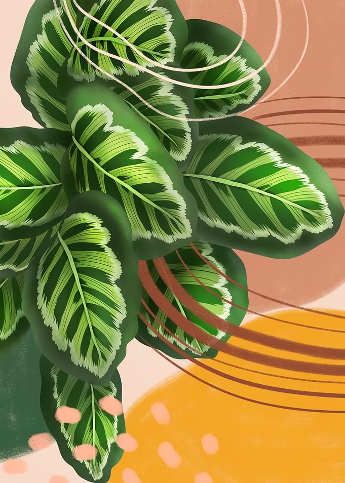 Calathea Roseopicta