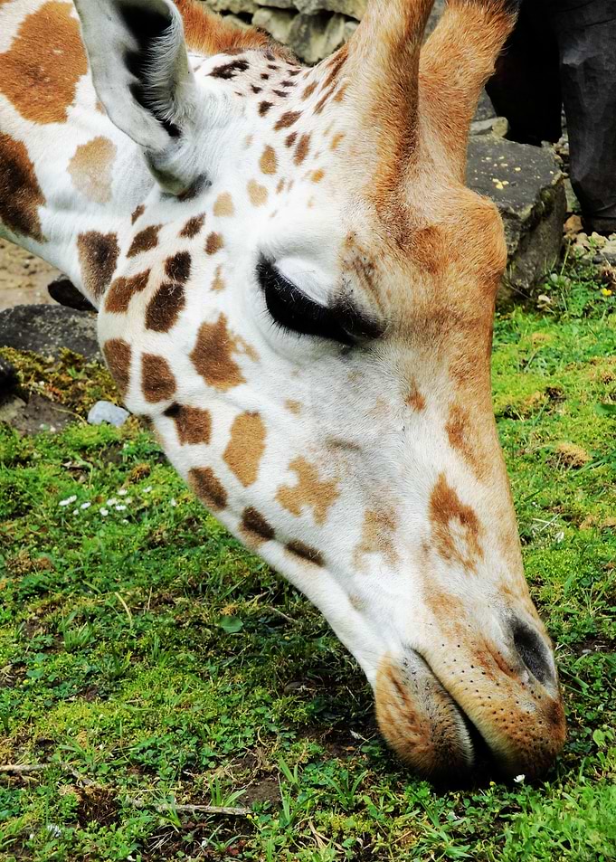 Girafe