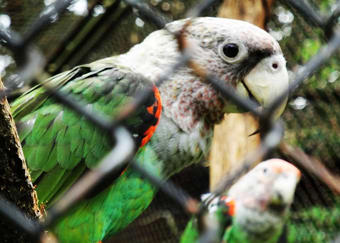 Parrot
