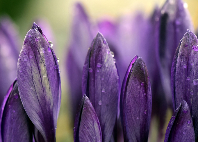 Crocus