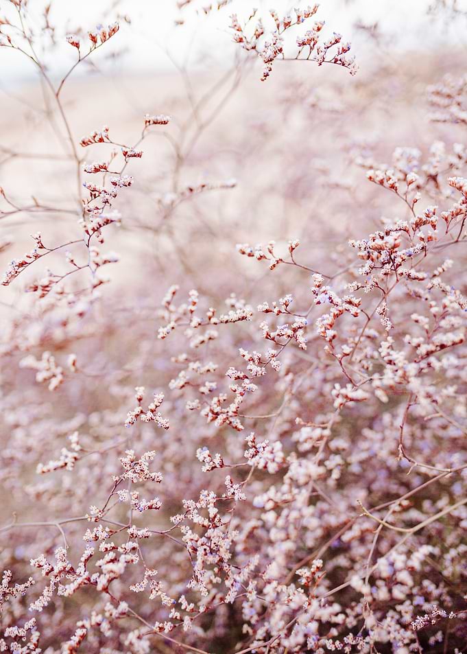 Sea lavender
