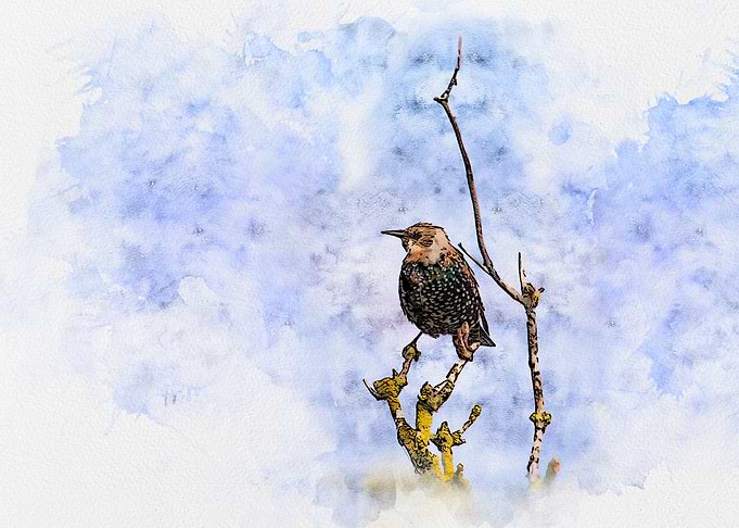 Young starling