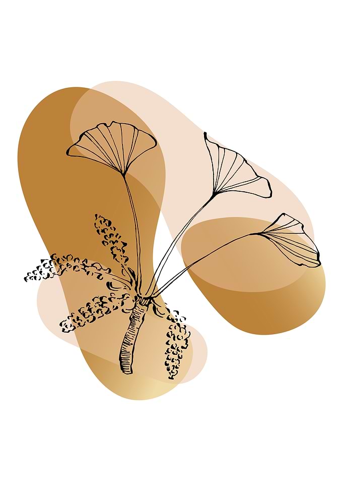 Ginkgo