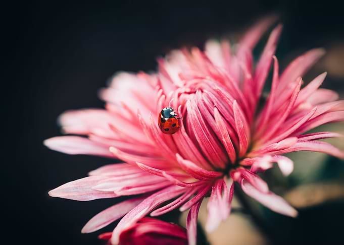 My darling ladybug