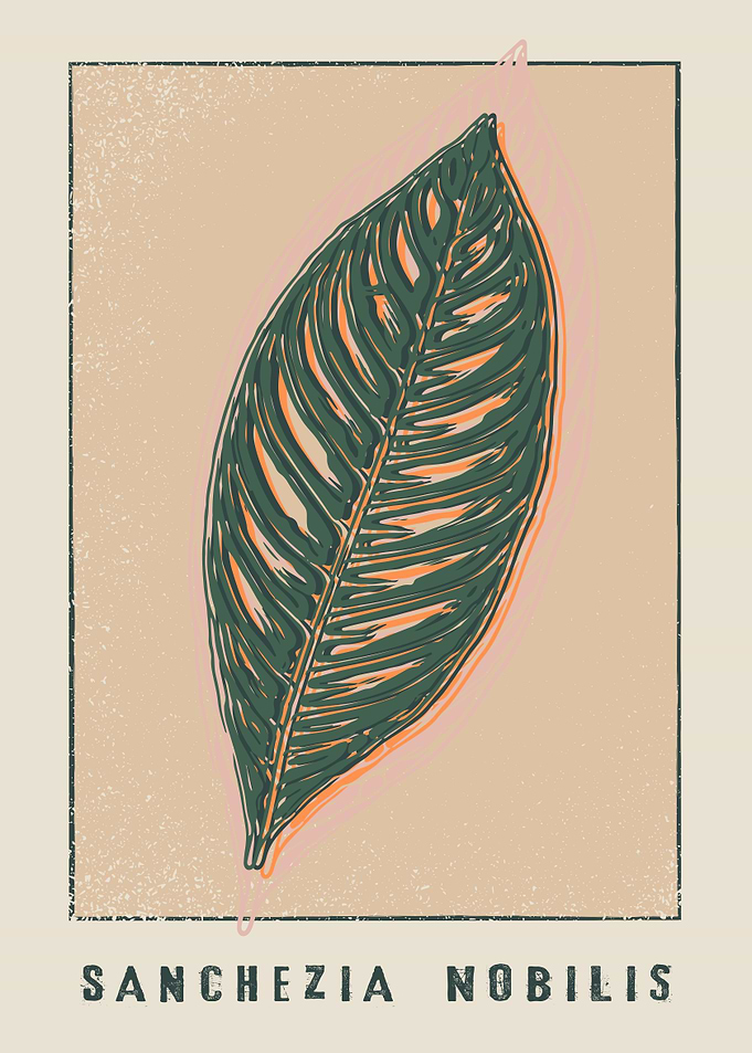 Tiger Plant Sanchezia