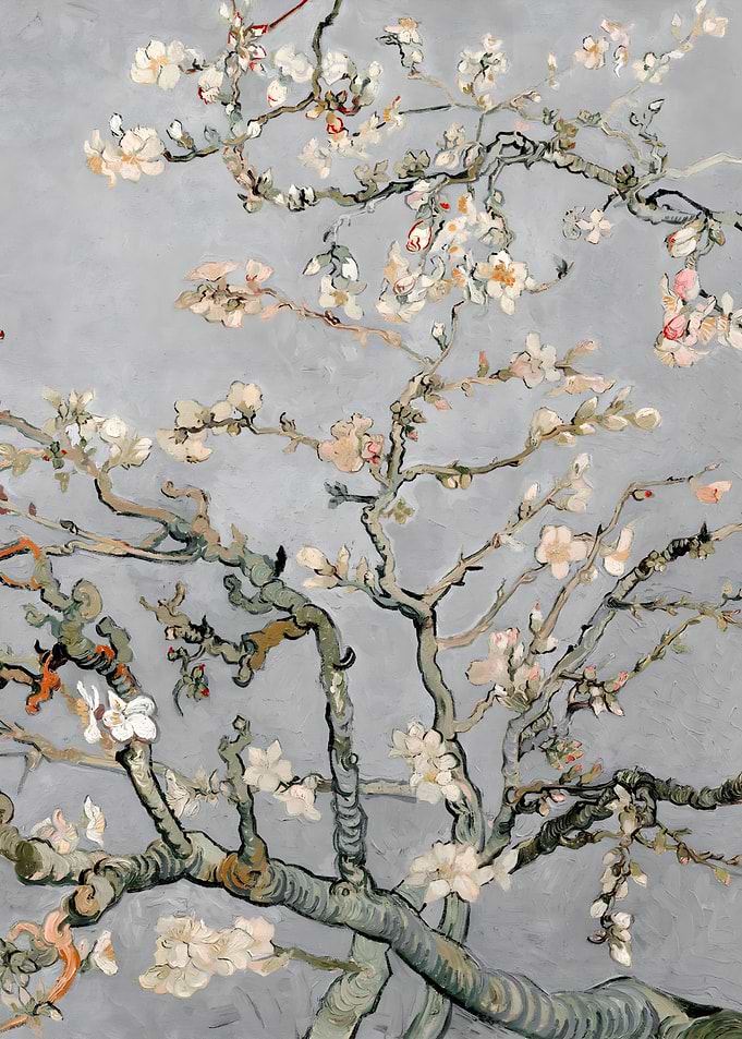 Almond Blossoms in Gray