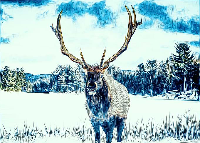 Deer