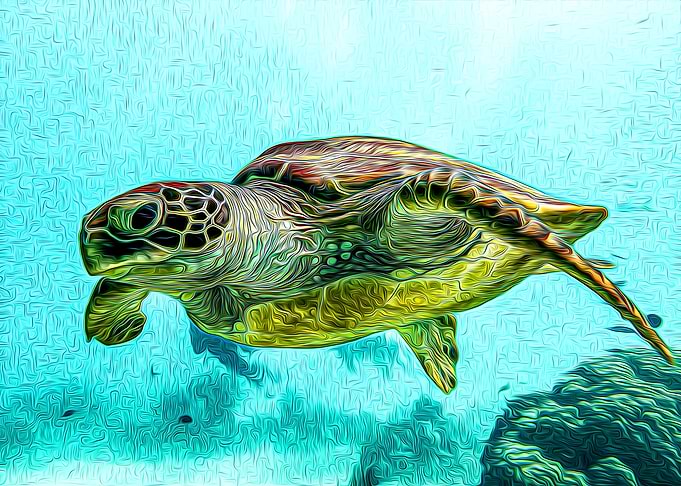 Turtle