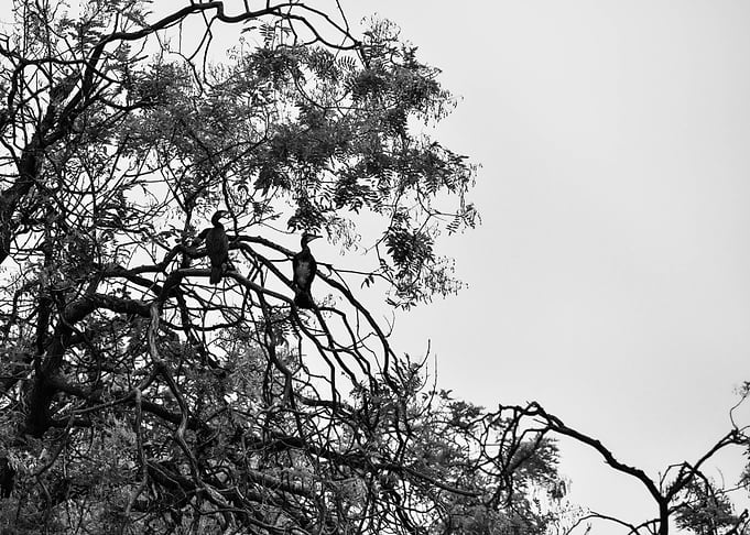 City wildlife