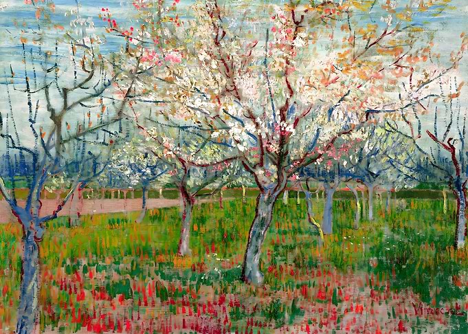 Apricot Trees
