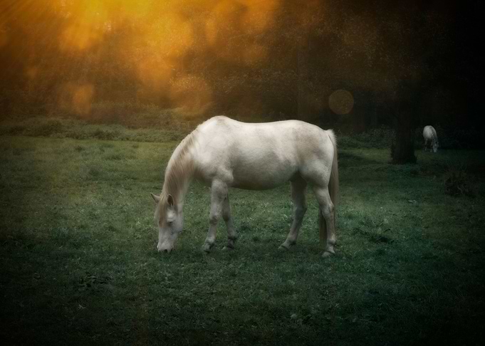 The horse dream