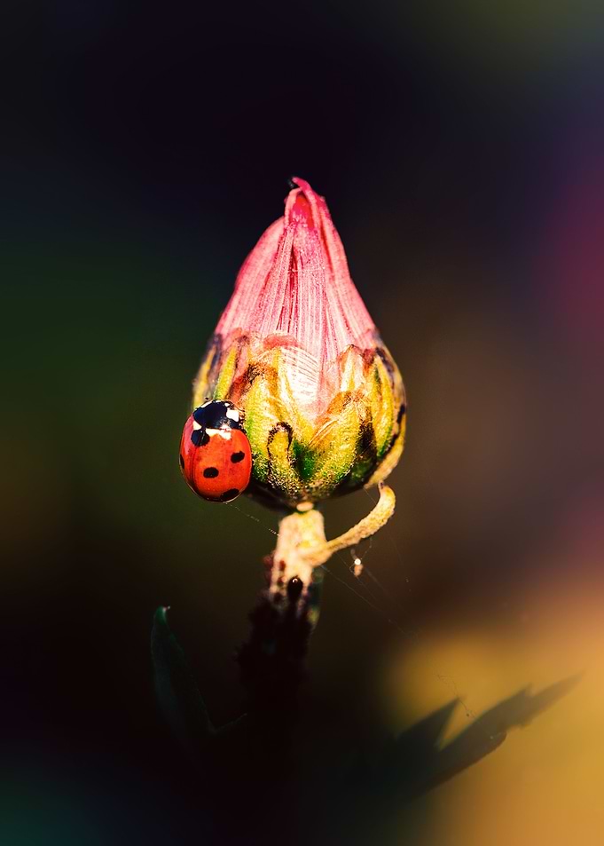 Relaxing ladybug
