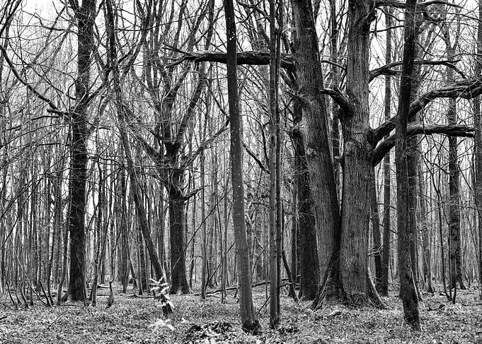Branches and dry leaves